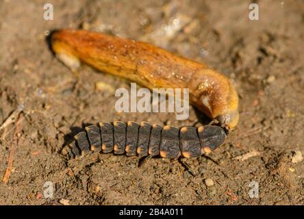 larva of common glow-worm (Lampyris noctiluca) feeding on a slug, wild Stock Photo