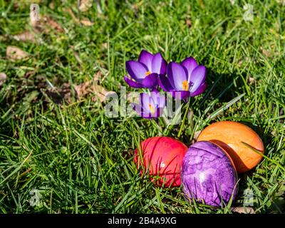 Purple crocuses with Easter eggs in the park Stock Photo