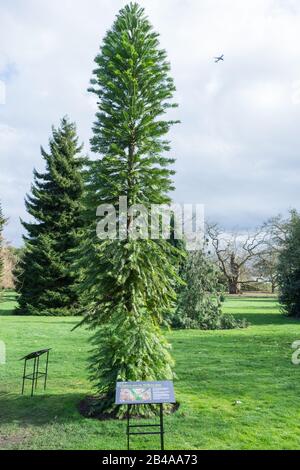 Critically endangered Wollemi Pine trees at the Royal Botanic Gardens, Kew, London, UK Stock Photo