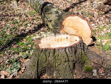 felled birch in spring background Stock Photo