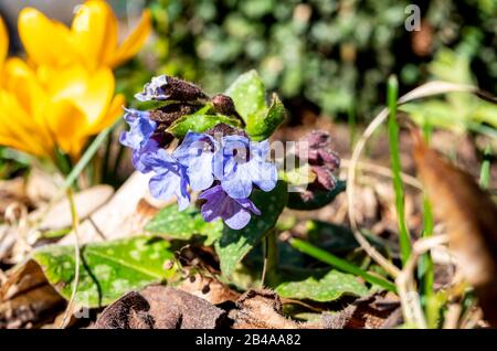 Narrow-leaved lungwort in the garden Stock Photo