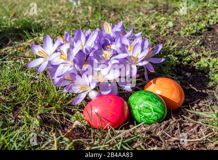 Many crocuses with Easter eggs in the park Stock Photo