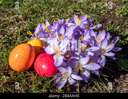 A lot of crocuses with Easter eggs in the garden Stock Photo