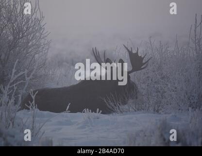 A bull moose shelters on the ground during a snowstorm in winter at Seedskadee National Wildlife Refugee in Sweetwater County, Wyoming. Stock Photo