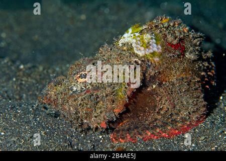 Flasher scorpionfish (Scorpaenopsis macrochir) Lembeh Strait, Indonesia Stock Photo