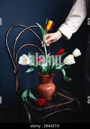 Woman making beautiful bouquet of tulips from her garden on wooden vintage chair at dark background Stock Photo