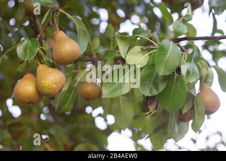 old variety of Pears on the tree. Selective focus Stock Photo