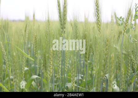 Green Wheat Cereal Crops Growing In Cultivated Field Stock Photo