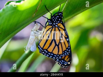 Freshly emerged Monarch Butterfly (Danaus plexippus) from chrysalis. Houston, Texas, USA. Stock Photo