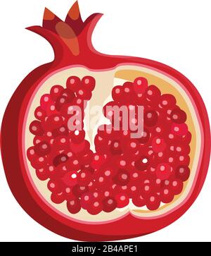 fresh slice pomegranate on white background - vector Stock Vector
