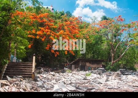 Brilliant red flowers of Poinciana -delonix regia, flamboyant, flame tree, peacock flower or royal poinciana over pile of concrete debris. Beauty of n Stock Photo