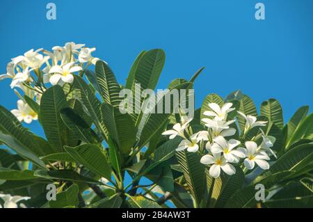 Frangipani flower (Plumeria alba) with green leaves on blue sky background. White flowers with yellow at center. Health and spa background. Summer spa Stock Photo