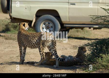 A Cheetah mother with two juvenile cubs observing a tourist vehicle Stock Photo