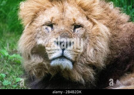 Close up Portrait of a Resting Male Lion (Panthera leo).