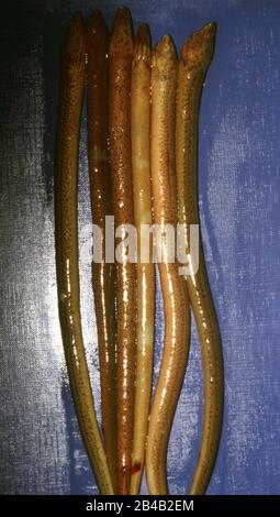 Vibriosis (Vibrio anguillarum) in Asian swamp eel, Monopterus albus Stock Photo