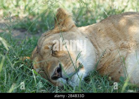 A lioness, having a break in the shade during the heat of the day Stock Photo
