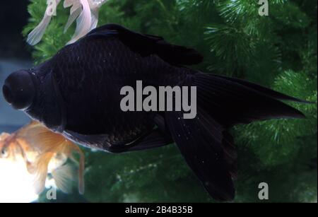 Black moor telescope goldfish (Carassius auratus) affected by white spot disease (Ichthyophthirius multifiliis) Stock Photo