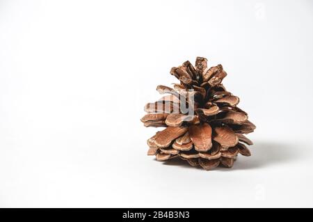 Open pine cone on white background. One Pine cone Stock Photo