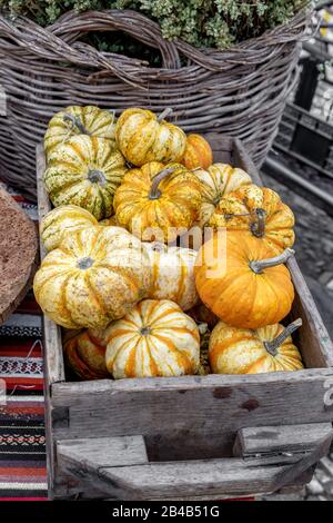 Beautiful squashes and pumpkins on rustic wooden box. Autumn rustic scene. Selective focus. Closeup. Stock Photo