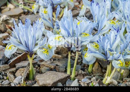 Iris 'Katharine Hodgkin' spring flowers group, flower plant growing on the ground Iris reticulata Katharine Hodgkin Stock Photo