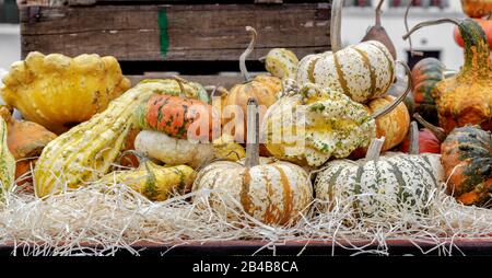 Beautiful and different varieties of squashes and pumpkins on table. Autumn rustic scene. Selective focus. Closeup. Stock Photo