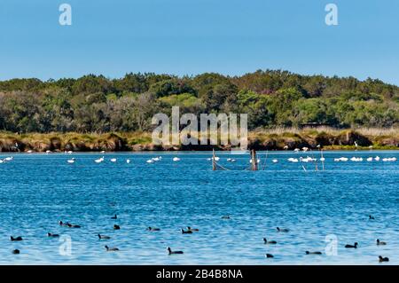 Italy, Tuscany, Capalbio, Grosseto province, Maremma, Burano Lake WWF Oasis, Greater flamingos (Phoenicopterus roseus) and Eurasian coots (Fulica atra) Stock Photo