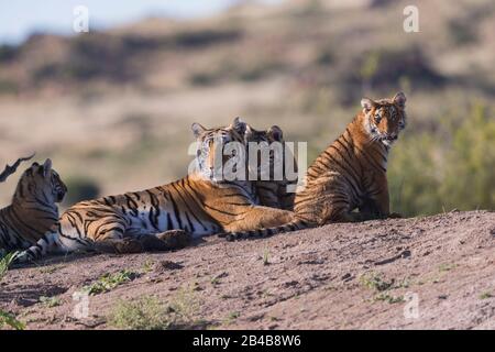 South Africa, Private reserve, Asian (Bengal) Tiger (Panthera tigris tigris), aduult female with youngs 6 month old Stock Photo