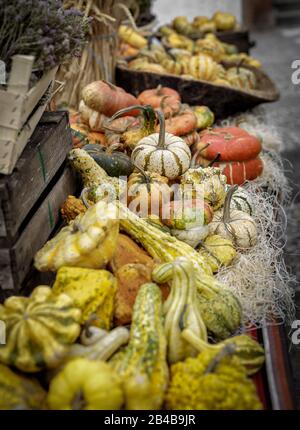 Beautiful and different varieties of squashes and pumpkins. Autumn rustic scene. Selective focus. Closeup. Stock Photo