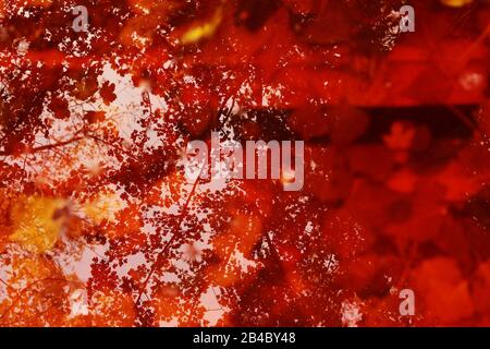 Autumn leaves outdoor on the ground of a pond Stock Photo