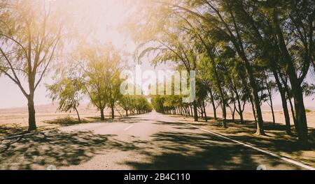 Long way road vieqed from asphalt ground level with trees on the sides - infinite travel concept in sunny day - freedom and vacation feeling Stock Photo