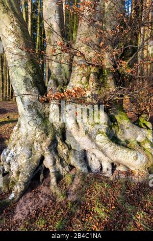 Winter sunlight on the gnarled roots of an ancient coppiced beech tree at Talkin Tarn, Cumbria UK Stock Photo