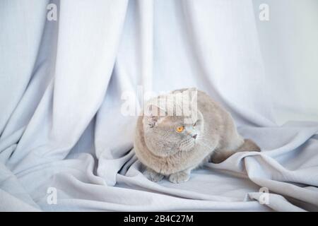 Beautiful cat is sitting in a room in the interior. Stock Photo