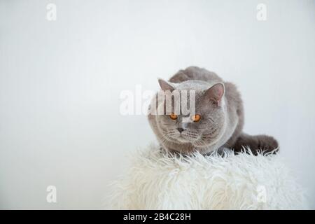 Cat on a white carpet on a white background. Place for text. Stock Photo