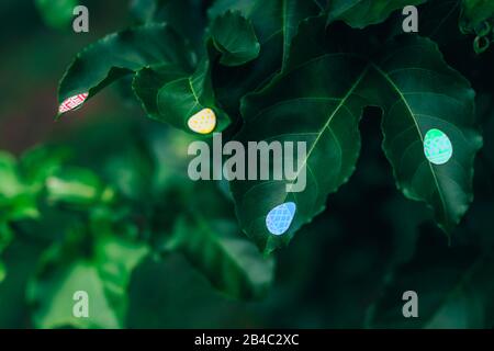 Easter eggs stickers on leaves of passion fruit in garden. Easter concept background Stock Photo