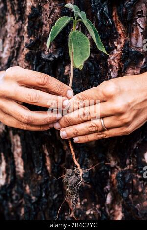 Save the planet earth - no deforestation concept - life after wood fire burn - human hands. holding a little new treenear a burned pine to say have care of our world Stock Photo