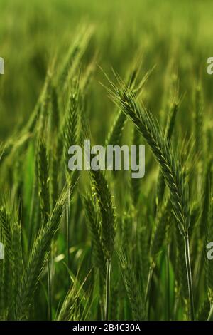 Field of triticale - a hybrid of rye and wheat Stock Photo