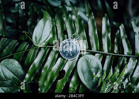 Compass among fern leaves in a tropical jungle. Adventure discovery navigation concept. Stock Photo
