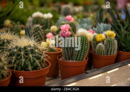 Small cacti in flowerpots. Cacti in a shop window. Flowering cactus Stock Photo