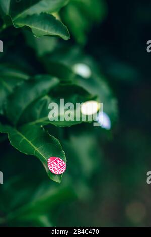 Easter eggs stickers on leaves of passion fruit in garden. Easter concept background Stock Photo