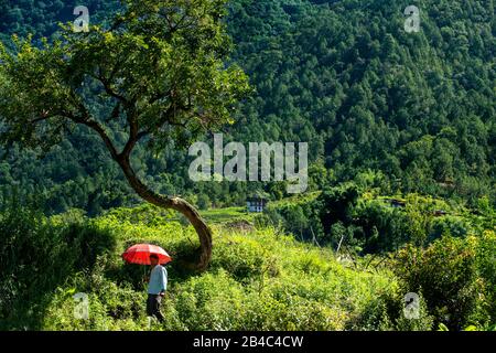 Farmer with red umbrella in Wangdue Phodrang Punakha valley Bhutan. Stock Photo