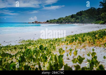 Low angle shot of remote Anse Coco beach, La Digue Island, Seychelles. Pristine blue crystal clear water, palm trees and wide sandy beach. Stock Photo