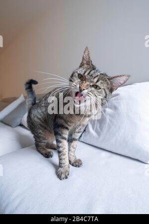 tabby domestic shorthair cat standing on gray sofa looking angry hissing at camera Stock Photo