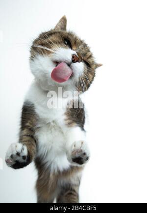 low angle bottom up view of a tabby british shorthair cat standing on glass pane in front of white background licking over glass Stock Photo