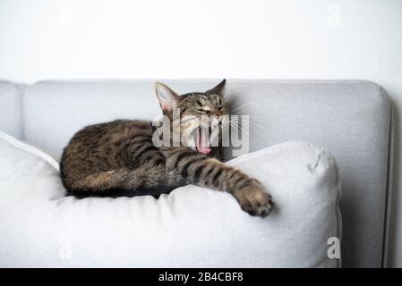 tabby shorthair cat resting on gray sofa pillow yawning stretching out paw Stock Photo
