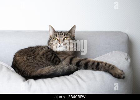tabby shorthair cat resting on gray couch pillow stretching out paw looking up Stock Photo
