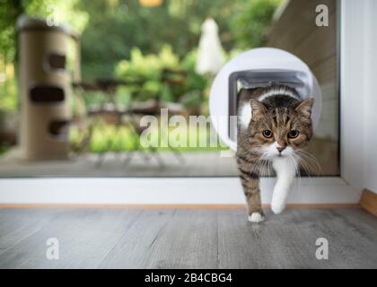 tabby white british shorthair cat entering room by passing through catflap in window to garden Stock Photo