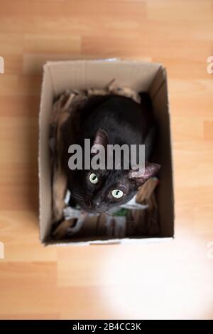 cute black domestic cat sitting in small cardboard box filled with wrapping paper looking up at camera Stock Photo