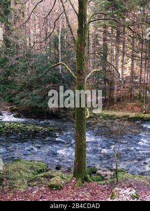 Beautiful forest and the Orbe river in winter, Vallorbe, Switzerland. Rocks and tree trunks are covered with green moss. Stock Photo