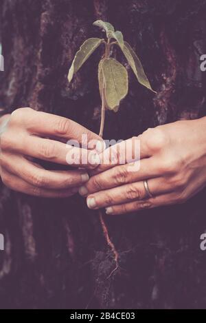 close up two hands holding a small plant with a tree on the back - save the forest lifestyle and change climate concept - saving the world together respecting the naure concept Stock Photo