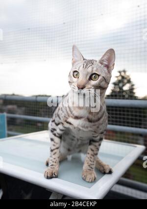 curious young black silver tabby rosetted bengal cat sitting on table outdoors on balcony in front of safety net looking Stock Photo